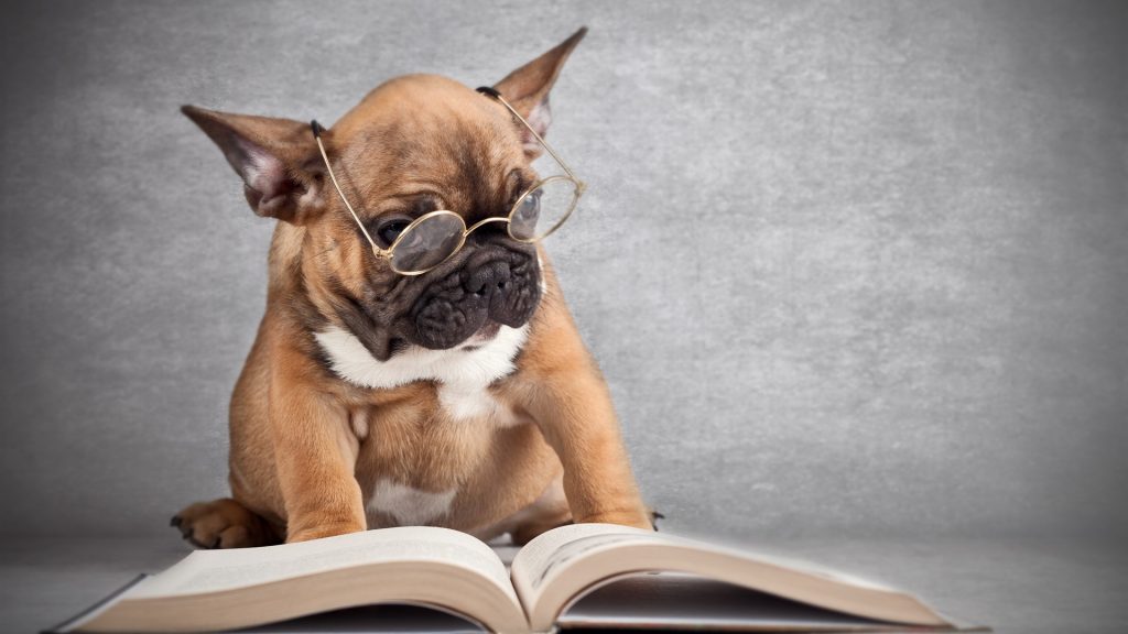 dog-wearing-glasses-reading-a-book_1920x1080