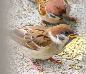 %e3%82%b9%e3%82%af%e3%83%aa%e3%83%bc%e3%83%b3%e3%82%b7%e3%83%a7%e3%83%83%e3%83%88-2017-12-03-19-13-42