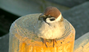 %e3%82%b9%e3%82%af%e3%83%aa%e3%83%bc%e3%83%b3%e3%82%b7%e3%83%a7%e3%83%83%e3%83%88-2017-12-03-19-14-51