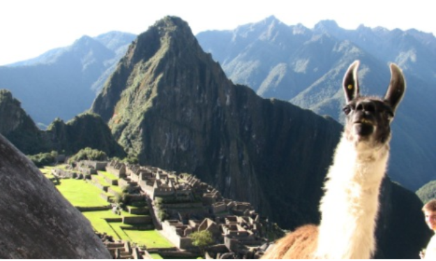 animalphotobombs.tumblr.com