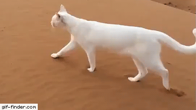 how-a-cat-makes-footprints