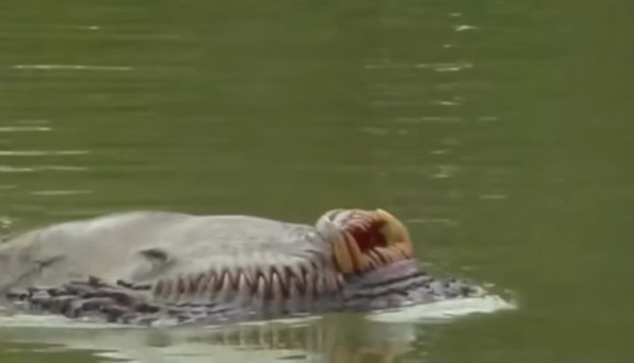 川で発見された牙を持つ背泳ぎしているように見える奇妙な生き物 Hachibachi