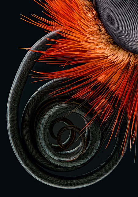 jochen-schroeder-butterfly-proboscis4