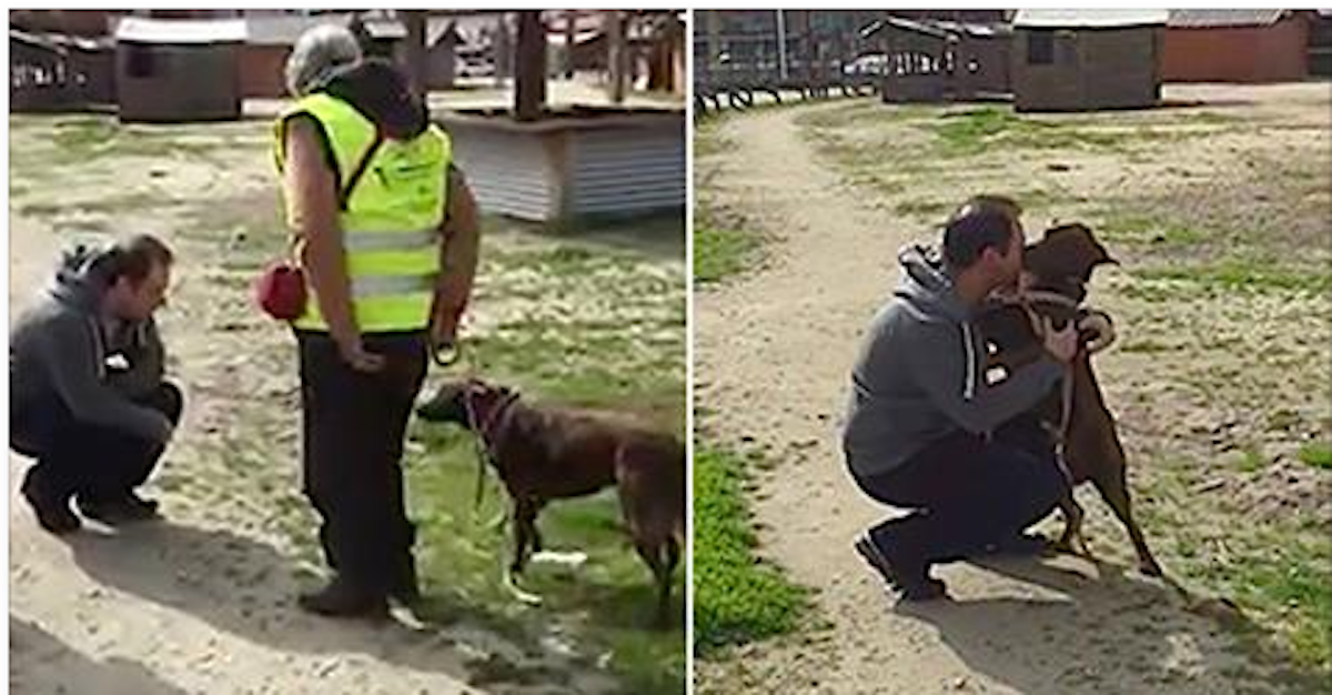 lost-dog-picks-up-familiar-scent-when-she-meets-stranger-1