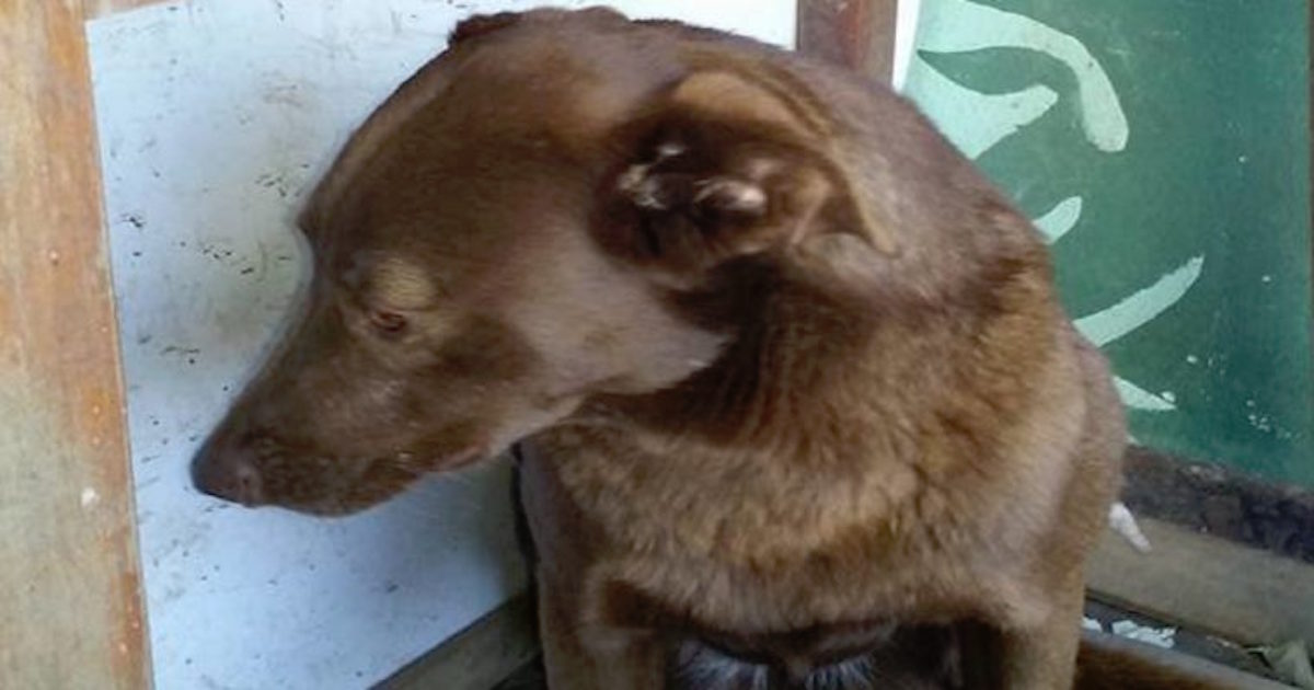 lost-dog-picks-up-familiar-scent-when-she-meets-stranger-2