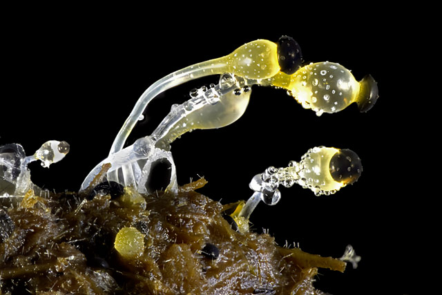 michael-crutchley-bouse-20