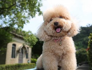 poodle-1024x770
