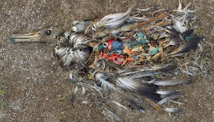 Chris Jordan/Foundation for Deep Ecology