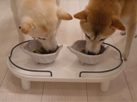 Image result for 高垣麗子 ドッグフード