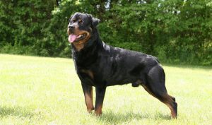 rottweiler_1