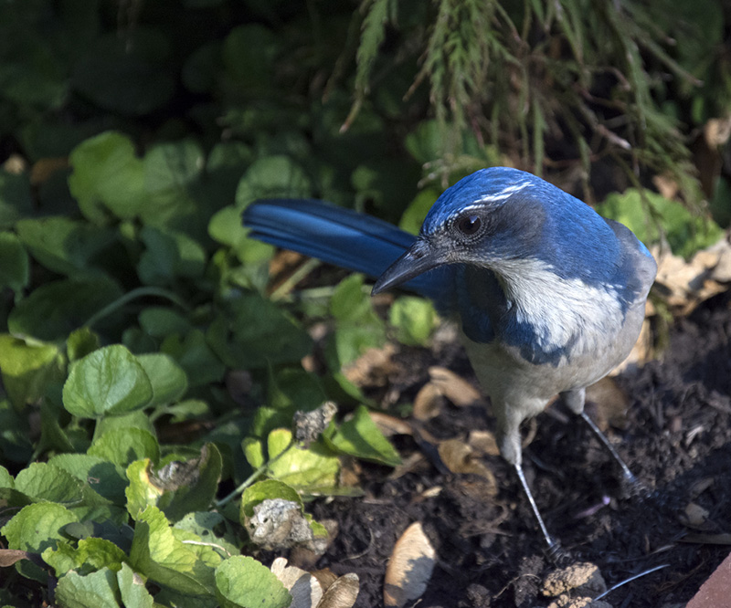 shutterstock_423411232