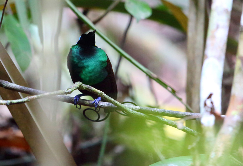 shutterstock_592894331