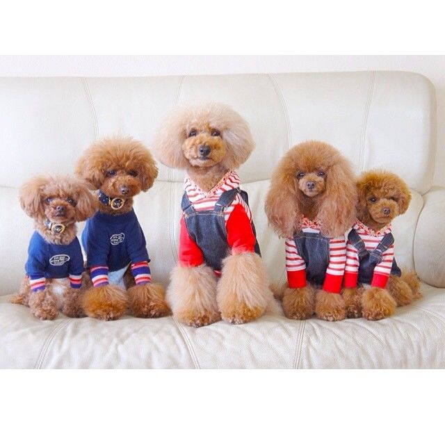 slider_11_-_the_japanese_toy_poodle_movement_that_s_revolutionizing_instagram