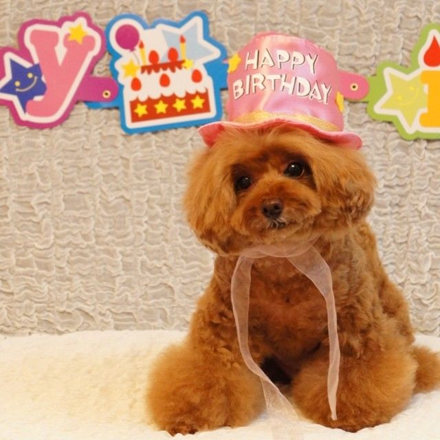 slider_12_-_the_japanese_toy_poodle_movement_that_s_revolutionizing_instagram