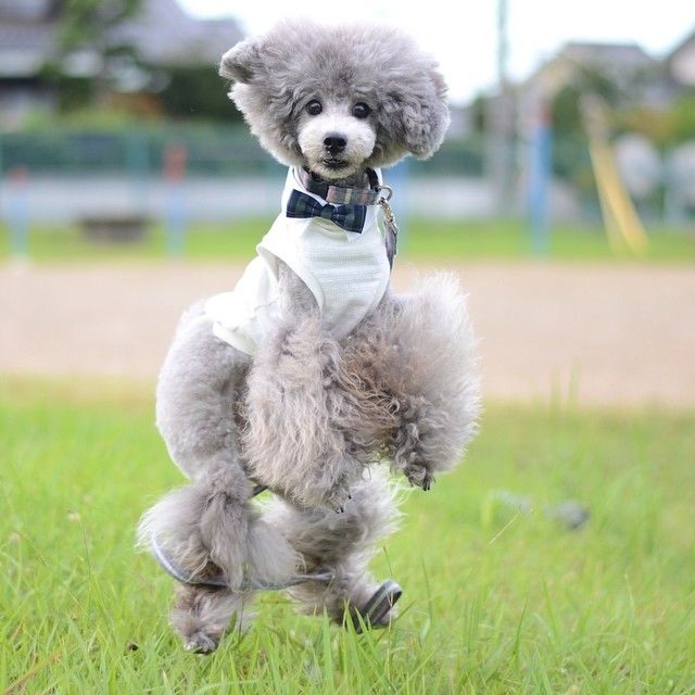 slider_19_-_the_japanese_toy_poodle_movement_that_s_revolutionizing_instagram