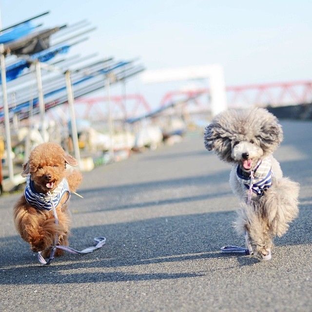 slider_20_-_the_japanese_toy_poodle_movement_that_s_revolutionizing_instagram