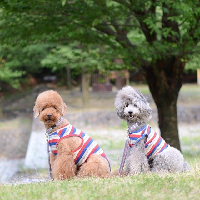 slider_21_-_the_japanese_toy_poodle_movement_that_s_revolutionizing_instagram