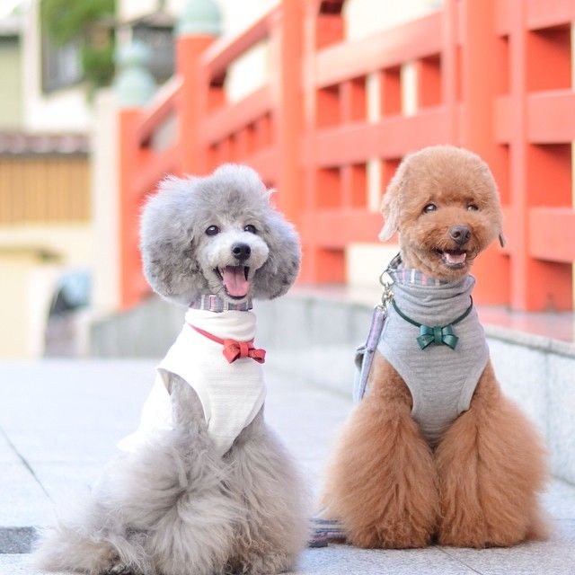 slider_22_-_the_japanese_toy_poodle_movement_that_s_revolutionizing_instagram