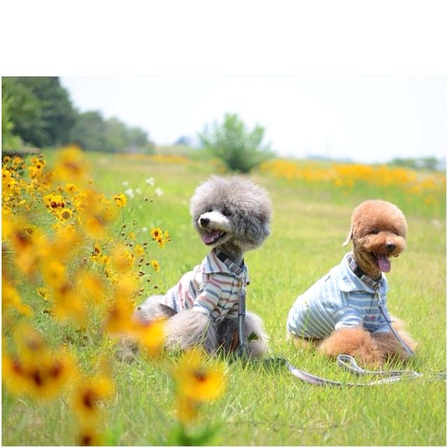 slider_23_-_the_japanese_toy_poodle_movement_that_s_revolutionizing_instagram