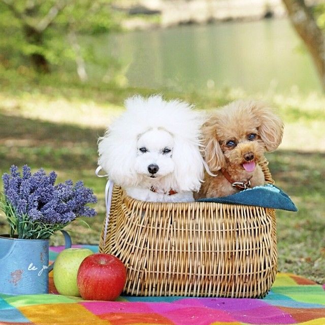 slider_25_-_the_japanese_toy_poodle_movement_that_s_revolutionizing_instagram