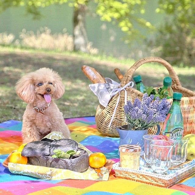 slider_26_-_the_japanese_toy_poodle_movement_that_s_revolutionizing_instagram
