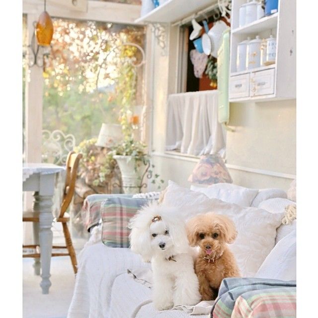 slider_27_-_the_japanese_toy_poodle_movement_that_s_revolutionizing_instagram