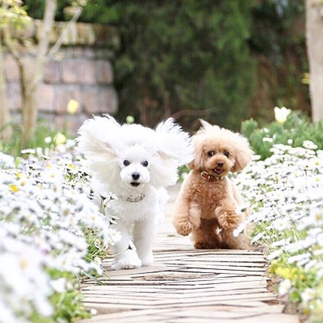 slider_28_-_the_japanese_toy_poodle_movement_that_s_revolutionizing_instagram