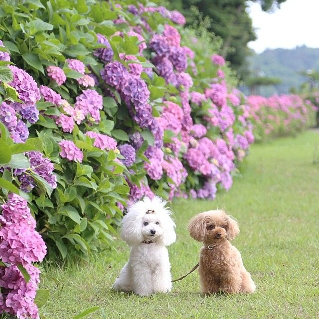 slider_29_-_the_japanese_toy_poodle_movement_that_s_revolutionizing_instagram