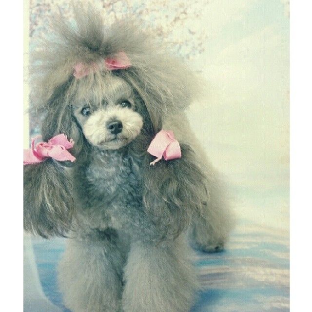 slider_2_-_the_japanese_toy_poodle_movement_that_s_revolutionizing_instagram