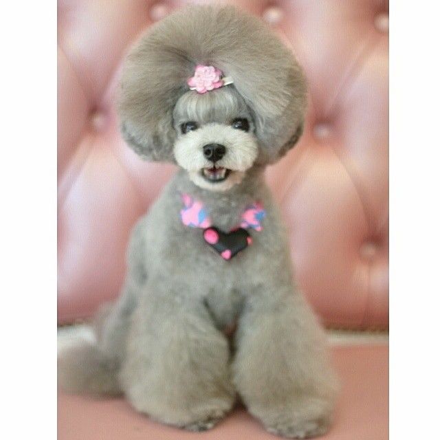 slider_3_-_the_japanese_toy_poodle_movement_that_s_revolutionizing_instagram