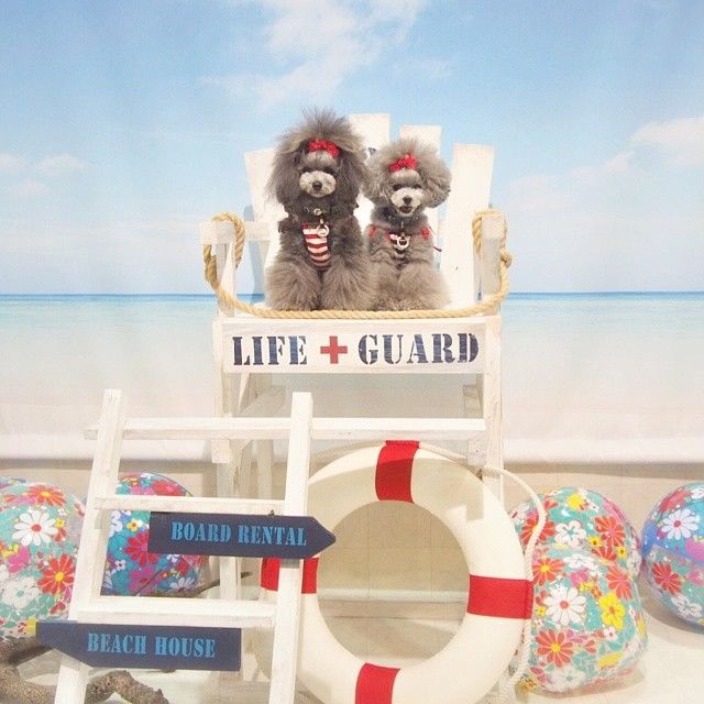 slider_4_-_the_japanese_toy_poodle_movement_that_s_revolutionizing_instagram