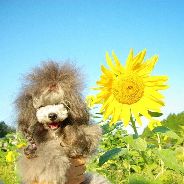 slider_5_-_the_japanese_toy_poodle_movement_that_s_revolutionizing_instagram