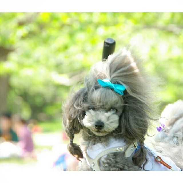 slider_6_-_the_japanese_toy_poodle_movement_that_s_revolutionizing_instagram