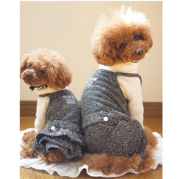 slider_7_-_the_japanese_toy_poodle_movement_that_s_revolutionizing_instagram