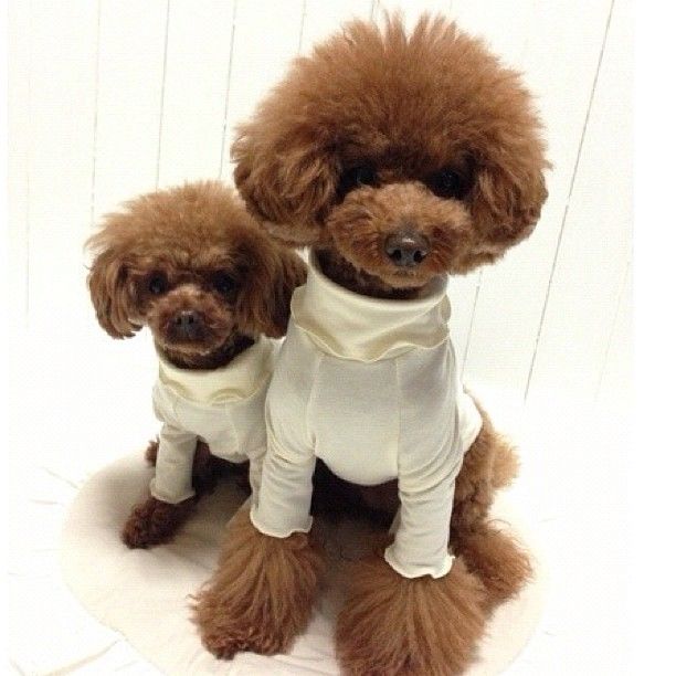slider_8_-_the_japanese_toy_poodle_movement_that_s_revolutionizing_instagram