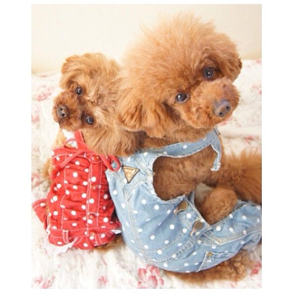 slider_9_-_the_japanese_toy_poodle_movement_that_s_revolutionizing_instagram
