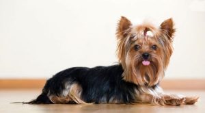 yorkshire-entre-as-racas-de-cachorros-mais-populares-do-brasil