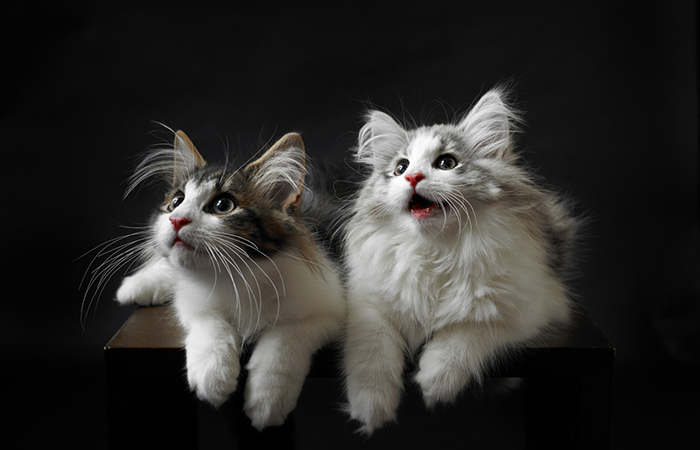 cybergata