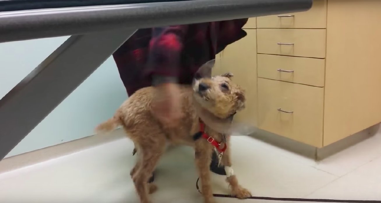 Cachorro cego recupera a visão depois de uma cirurgia ocular. 14 milhões de pessoas se apaixonaram por sua reação. Screen Shot 2017 09 08 às 14h3.54 - Cachorro cego recupera sua visão após uma cirurgia ocular. 14 milhões de pessoas se apaixonaram por sua reação.