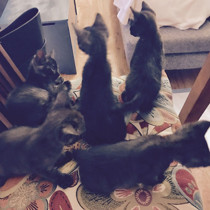 I Didn't Want Cats. My Wife Wanted Cats. So We Compromised And Got 5 Cats I Didn