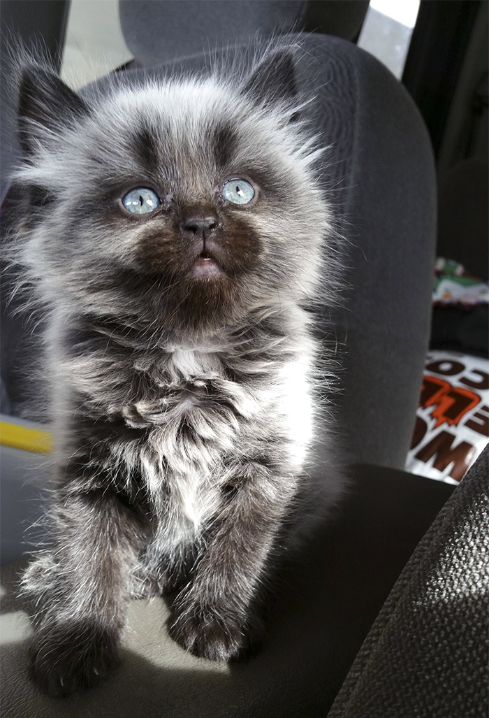 Not A Cat Person But I Just Couldn't Not Take Her Home. Not A Cat Person But I Just Couldn