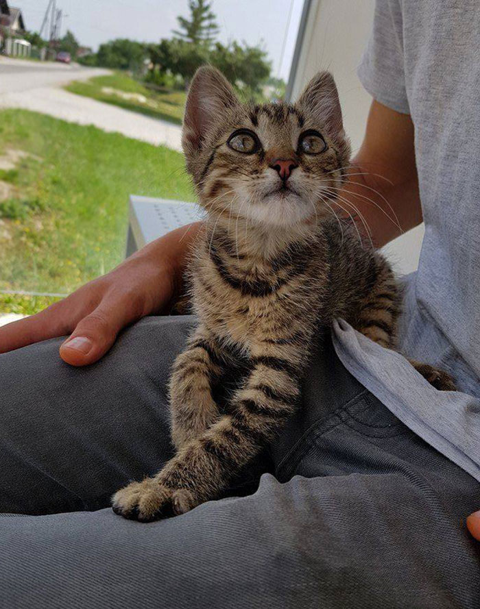 I Found A Cat. I Don't Like Cats. Now I Have A Cat I Guess I Found A Cat. I Don