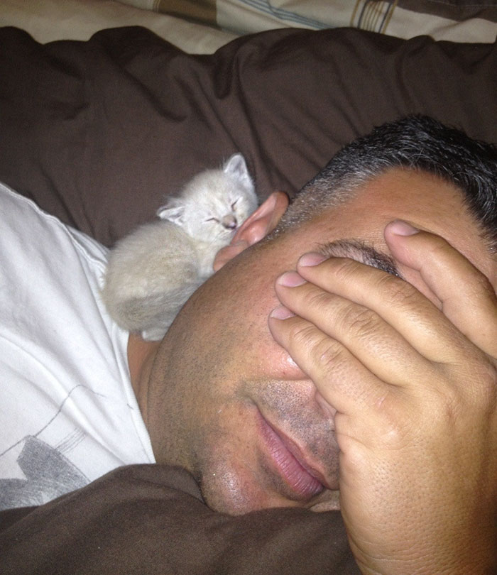 My Dad Doesn't Want A Cat But The Cat Definitely Wants My Dad My Dad Doesn