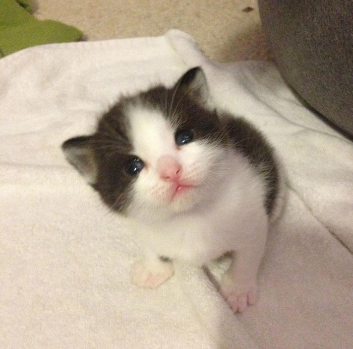 At First I Didn't Want To Have To Take Care Of Kittens. Then This Happened At First I Didn