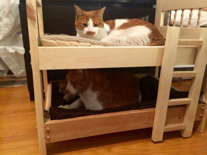 My Dad, Who Hates Cats, Built Bunkbeds For My Boys My Dad, Who Hates Cats, Built Bunkbeds For My Boys