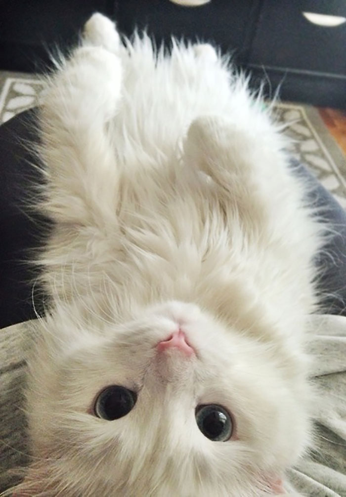 I'm Not A Cat Person But I'll Make An Exception I