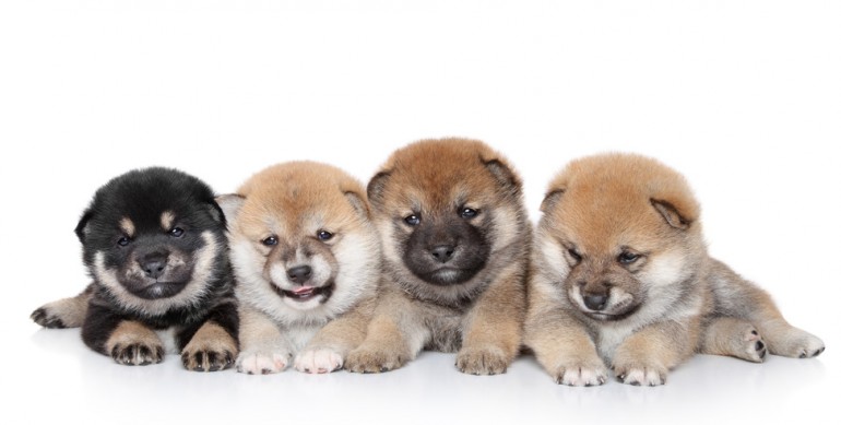 芸能人が飼ってる激かわ柴犬画像を大放出 Hachibachi