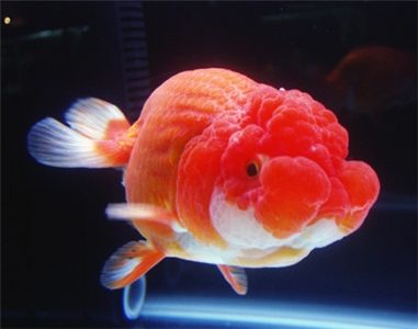 Image result for ランチュウ