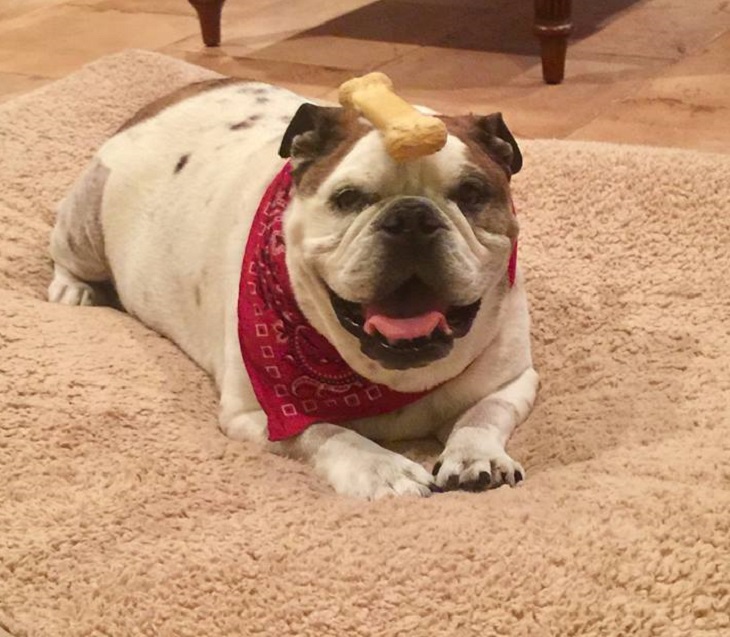 bulldog3