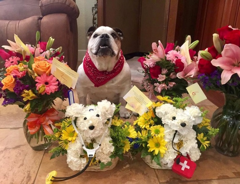 bulldog5